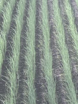 ߤΤ褦˸뤯餤ˤưܻؤ